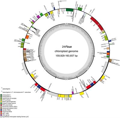 Comparative chloroplast genome analysis of Ficus (Moraceae): Insight into adaptive evolution and mutational hotspot regions